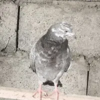 5عددکبوتر یکجا.فروشی