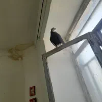 ابلغ سیاه ماده عالی|پرنده|طبس, |دیوار