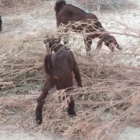 گوشت کهره نر