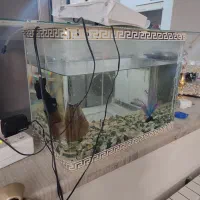 آکواریوم شیشه خم مفت|ماهی|تهران, افسریه شمالی|دیوار