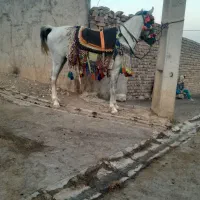 سلام مادیان سواری ۴ساله درجه یک سالم|اسب و تجهیزات اسبسواری|کرمانشاه, |دیوار