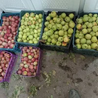 سیب|خوردنی و آشامیدنی|بهار, |دیوار