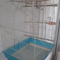 قفس طوطی عروس|لوازم جانبی حیوانات|رشت, اسماعیل آباد|دیوار