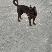 سگفندی|سگ|محمدبار, |دیوار