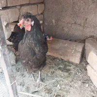 یک خروس هشت عدد مرغ خوشگل تخم کن