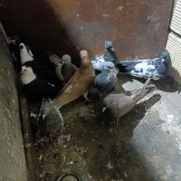 کبوتر|پرنده|شیراز, ریاستی|دیوار