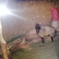 قوچ افشاری درجه یک|حیوانات مزرعه|خانمیرزا, |دیوار