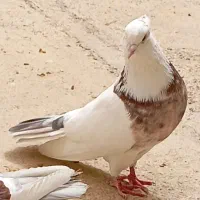 کبوتر