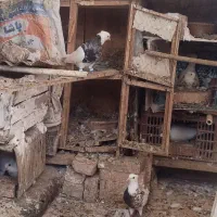 طوقی کبوتر رنگی