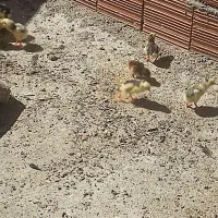 جوجه لاری اصیل چیل و طوسی خوشرنگ