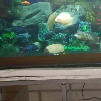 فروش تعدادی ماهی