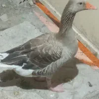 غاز ماده