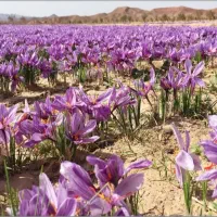پاکگر زعفران نیازمندیم