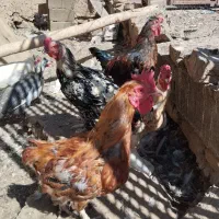 مرغ و خروس و بوقلمون و اردک خارجی و محلی|حیوانات مزرعه|شاهرود, |دیوار