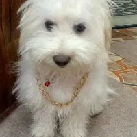 واگذاری جسیکاه ۸ماهه(جنسیت نر)