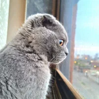 پانسیون حیوانات خانگی (جیکسی)