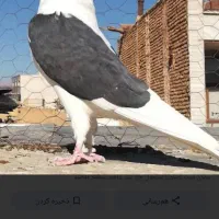کبوتر|پرنده|خزل, |دیوار