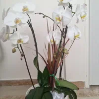 گلدان گل ارکیده فالانوپسیس