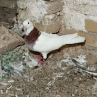 کبوترطوق