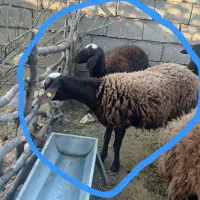 بره همو قزل افشار ۳و۴قلوزا|حیوانات مزرعه|سیوان, |دیوار