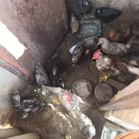 مرغ خروس حراج|حیوانات مزرعه|لوندویل, |دیوار