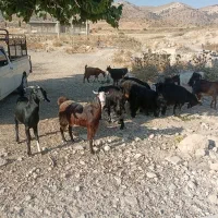 با سلام تعداد ۱۴راس بز و پنج راس میش جوان