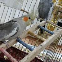 عروس هلندی|پرنده|اردبیل, |دیوار