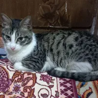 3 بچه گربه 5 ،6 ماهه جهت واگذاری