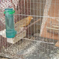 پرنده سهره قناری گلبسر نر