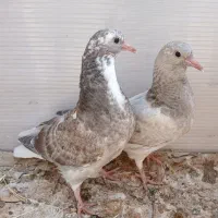 جوجه سرور ، نرسفید مهر کاکلی و یه دونه قاره