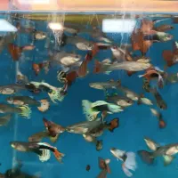 گوپی کوپی فکوری72|ماهی|مشهد, سرافرازان|دیوار