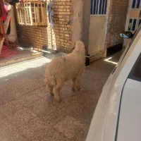گوسفند نر درسوسنگرد