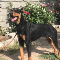 دوبرمن ماده نژاد عالی|سگ|کرمانشاه, |دیوار