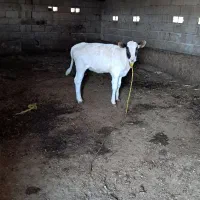 گاو شیری با گوساله  ماده