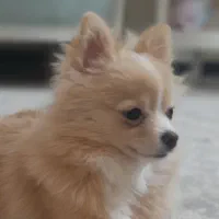 واگذاری سگ|سگ|تهران, قلهک|دیوار