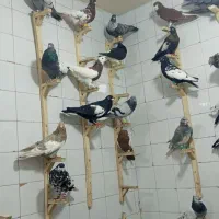 دست کفتری رنگی