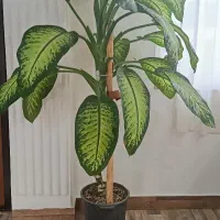 دیفن با خیا