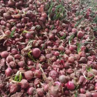 پیاز برا دام نیسانی 2.500