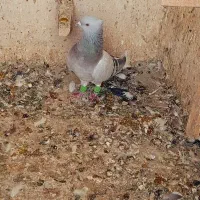 سرخ دم سفید سبز دم سفید|پرنده|شیراز, شهرک رضوان|دیوار