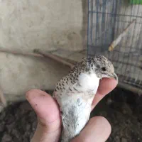 دو عدد بلدرچین مینیاتوری ماده