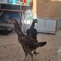 یک جفت جوجه لاری نژاد افغان دنگ بالا|حیوانات مزرعه|فولادشهر, C1|دیوار