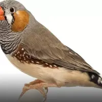 فنچ و قفس