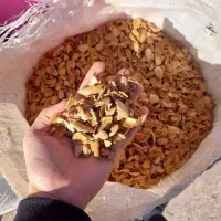 کارگر ساده یا استاد کار جهت کارگاه زغال|استخدام صنعتی، فنی، مهندسی|پاکدشت, پاکدشت (مامازند)|دیوار