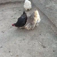 مرغ تخم گذار