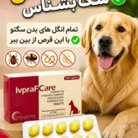 سگ پیدا شده