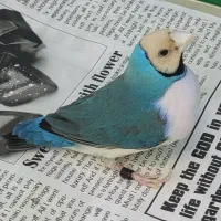 قناری بسیار آنتیک|پرنده|لنگرود, |دیوار