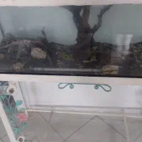 اکواریوم با پایه فرفورژه|ماهی|مشهد, حجاب (شهرک غرب)|دیوار