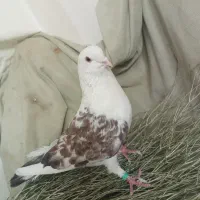 ۴عدد کفتر دوکت