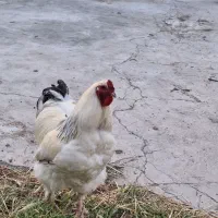 تخم نطفه داره برهما