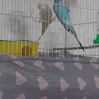 جفت مرغ عشق